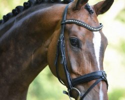 dressage horse Silvaro 5 (Hanoverian, 2010, from Sir Donnerhall I)