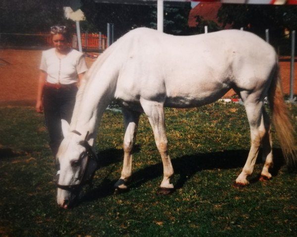 broodmare Fortuna, Tuntun (Austrian Warmblood, 1987, from Magister)