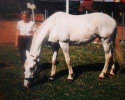 Pferd Fortuna, Tuntun (Österreichisches Warmblut, 1987, von Magister)