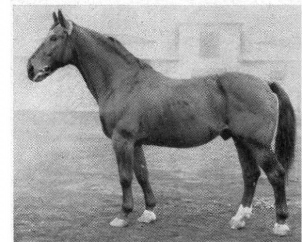 stallion Feldstein (Hanoverian, 1934, from Flimmer II)
