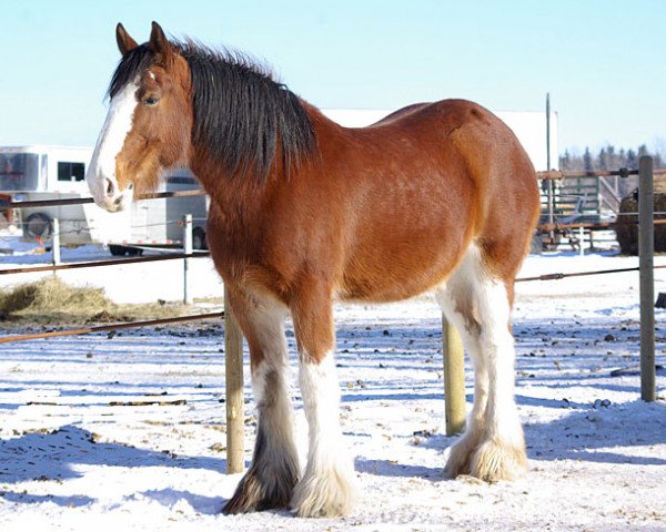 Zuchtstute Campbell's Classic Nicole (Clydesdale, 2002, von Green Leaf Reflection)