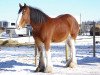 broodmare Campbell's Classic Nicole (Clydesdale, 2002, from Green Leaf Reflection)