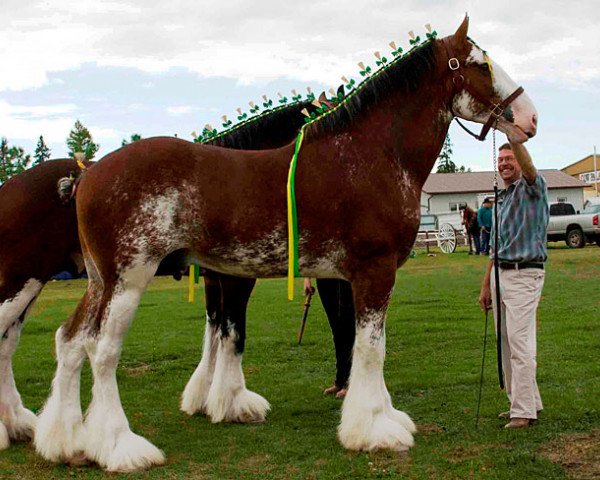 Deckhengst Riverside Sir Crown Royal (Clydesdale, 2007, von Monty of Woodland)