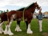 Deckhengst Riverside Sir Crown Royal (Clydesdale, 2007, von Monty of Woodland)