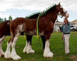 Deckhengst Riverside Sir Crown Royal (Clydesdale, 2007, von Monty of Woodland)