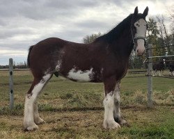 horse Boulder Bluff Fusion (Clydesdale, 2016, from Riverside Sir Crown Royal)