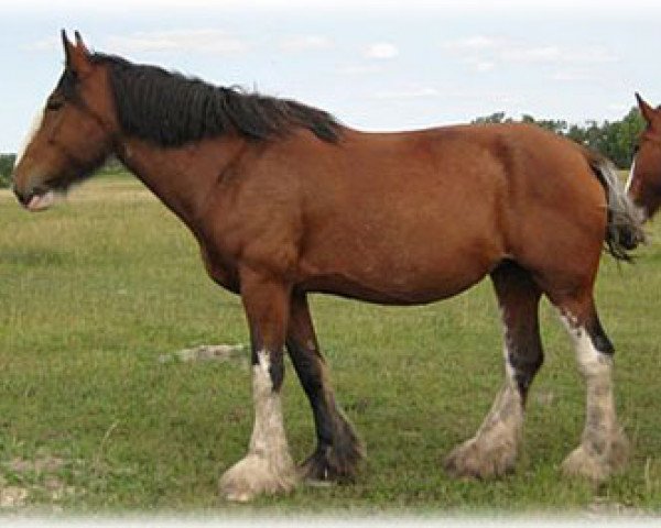 broodmare Boulder Bluff Cynthia (Clydesdale, 2000, from Willoway Hughy)