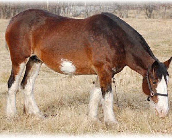 Zuchtstute Boulder Bluff Cordova (Clydesdale, 2003, von Boulder Bluff Duff)