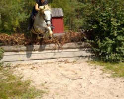 Springpferd Coolkill Rodge (Connemara-Pony, 2006, von Dunlewey Seamus)