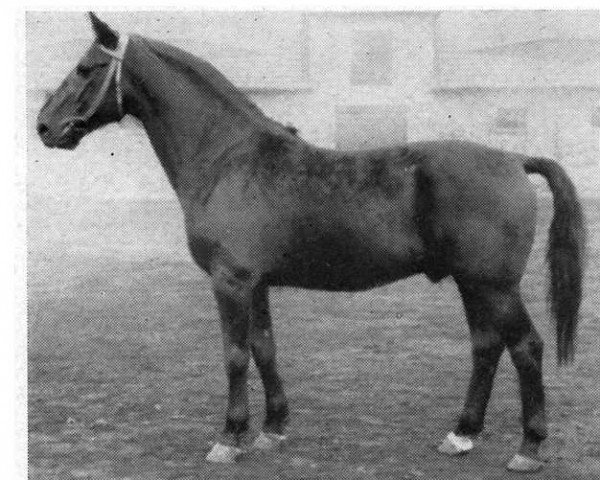 stallion Fronvogt 3498 (Hanoverian, 1942, from Fluegeladjutant)