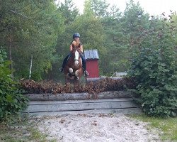 Springpferd Tango 311 (Welsh-Cob (Sek. C), 2014, von Hywi Tango)