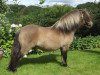 Deckhengst Enigma Sorcerer (Shetland Pony (unter 87 cm), 2010, von Kerswell Rebel)