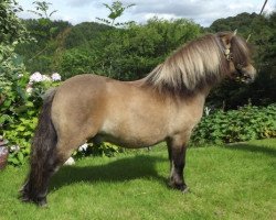 Deckhengst Enigma Sorcerer (Shetland Pony (unter 87 cm), 2010, von Kerswell Rebel)