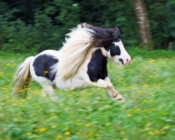 stallion Fairytail Curly Wurly (Shetland pony (under 87 cm), 2010, from Fairytail Sergeant Pepper)