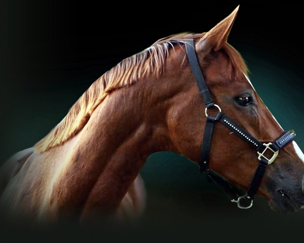 dressage horse Daimy 3 (Hanoverian, 2011, from Don Frederico)