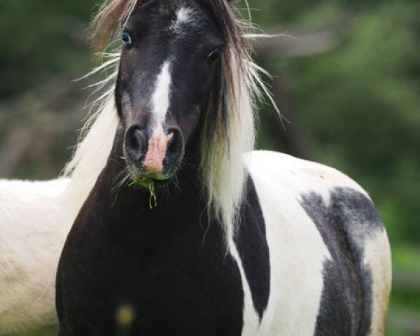 broodmare Fairytail Lizzette (Shetland pony (under 87 cm), 2006, from Romany Paco)