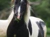 Zuchtstute Fairytail Lizzette (Shetland Pony (unter 87 cm), 2006, von Romany Paco)