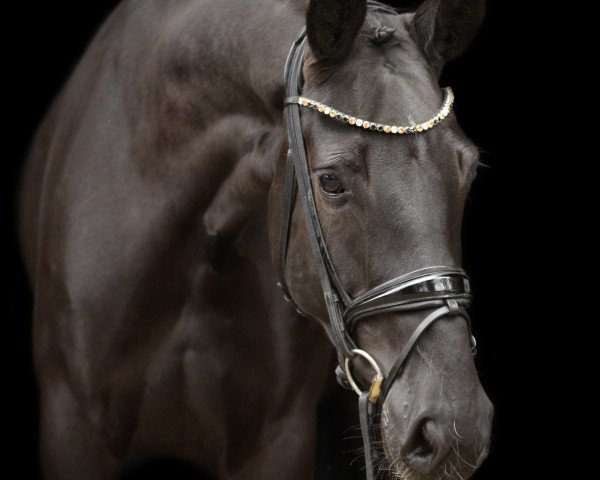 dressage horse Dantana OLD (Oldenburg, 2014, from Dante Weltino Old)