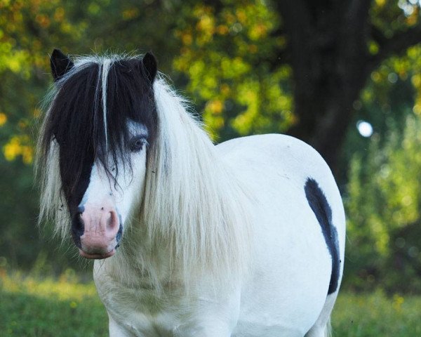 stallion El Saraja Funtastic (Shetland pony (under 87 cm), 2016, from Fairytail Curly Wurly)