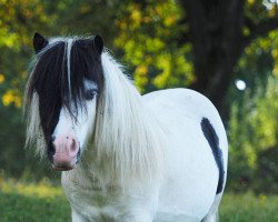 Deckhengst El Saraja Funtastic (Shetland Pony (unter 87 cm), 2016, von Fairytail Curly Wurly)