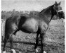 stallion Feinfalk (Hanoverian, 1945, from Feinschnitt II)