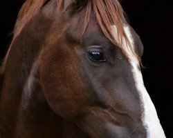 Dressurpferd Donatello 148 (Deutsches Reitpony, 2014, von Dreidimensional AT NRW)