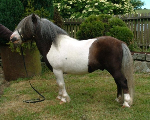 stallion Earlsdon Co Co (Shetland pony (under 87 cm), 1991, from Fairy Cocktail)