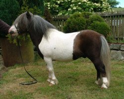 Deckhengst Earlsdon Co Co (Shetland Pony (unter 87 cm), 1991, von Fairy Cocktail)