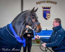 stallion 2468 Cornessini (Holsteiner, 2015, from Cornet Obolensky)