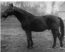 stallion Feinschnitt II (Hanoverian, 1933, from Feiner Kerl)