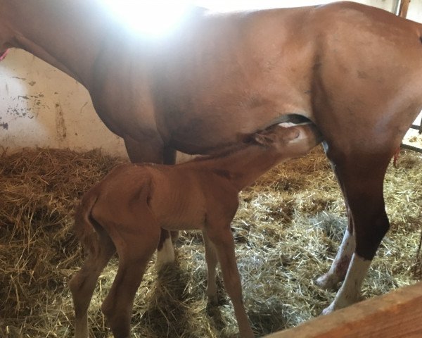 Springpferd Huarache (Trakehner, 2019, von Don Durello)