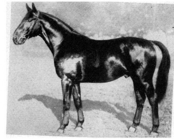 stallion Fermor I (Hanoverian, 1931, from Feiner Kerl)