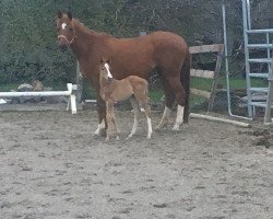 broodmare Hallali (Trakehner, 2010, from Hope of Heaven)