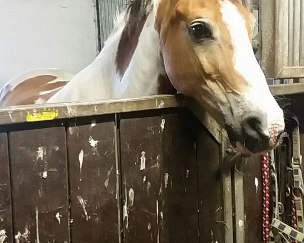 dressage horse Cappuccino 166 (Pony without race description, 1998)