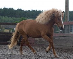 broodmare Disa fra Rödli (Iceland Horse, 1995, from Kakali fra Stokkholma)