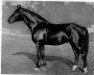 stallion Goldfisch I (Hanoverian, 1931, from Goldammer II 1185)