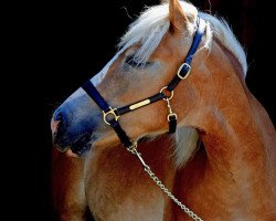 Pferd Wyoming (Haflinger, 2018, von Wero)