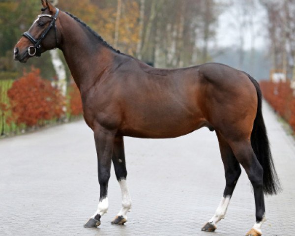 Deckhengst Zodiak Boy for future (Nederlands Rijpaarden en Pony, 2010, von Zodiak)