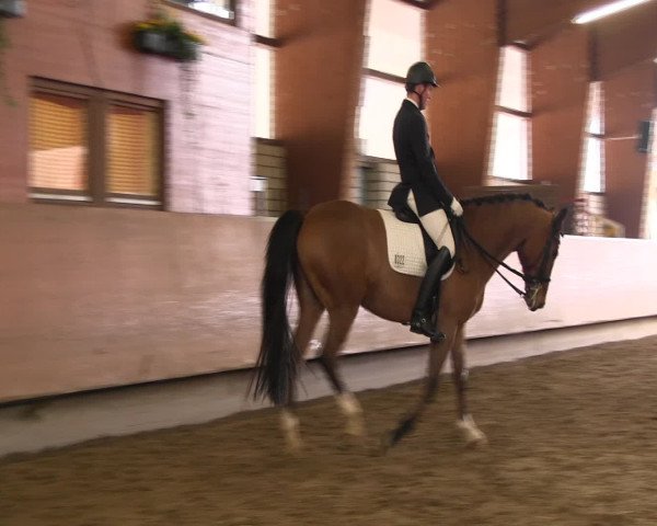 Reitturnier Hellefeld 2016