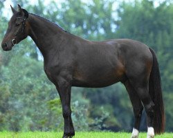 horse Lexus (Czech Warmblood, 2014, from Lopez - 27)