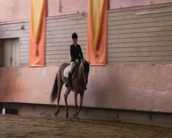 Reitturnier Hellefeld 2016