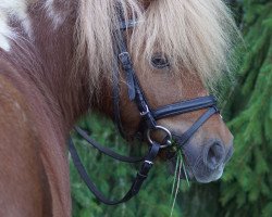 Pferd Tom (Shetland Pony, 2008)