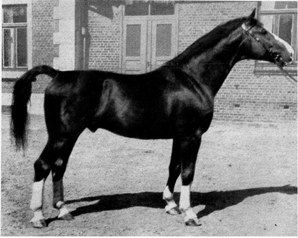 stallion Altried (Hanoverian, 1939, from Alkoven I)
