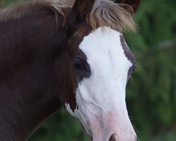 Pferd Calliope (Deutsches Reitpony, 2019, von Bonfire)