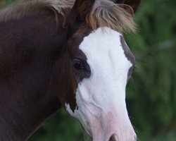 Pferd Calliope (Deutsches Reitpony, 2019, von Bonfire)