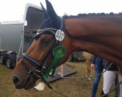 dressage horse Verytano (Westphalian, 2012, from Vitalis)