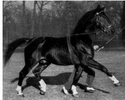 stallion Allerbursch (Hanoverian, 1942, from Allerstrand)