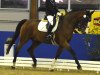 dressage horse Ehrenfels 4 (Westphalian, 1998, from Ehrentusch)