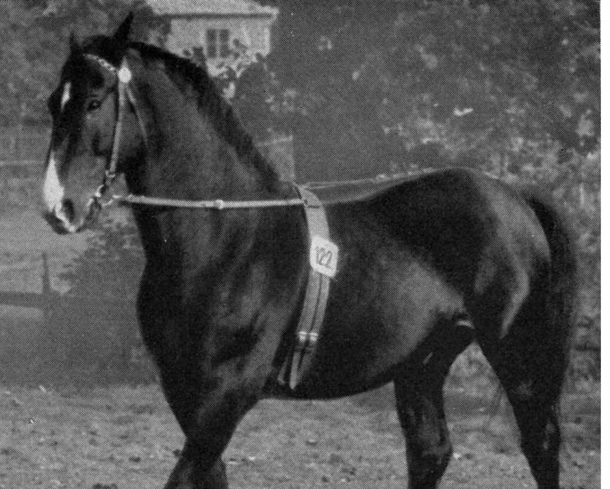 stallion Franke (Hanoverian, 1933, from Fangschuss)
