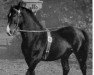 stallion Franke (Hanoverian, 1933, from Fangschuss)
